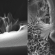 Illustration for article titled These Microflowers Bloom From Organic Chemicals in 3 Hours
